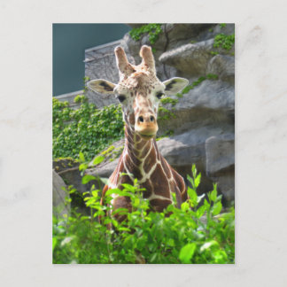 Giraffe Postcard