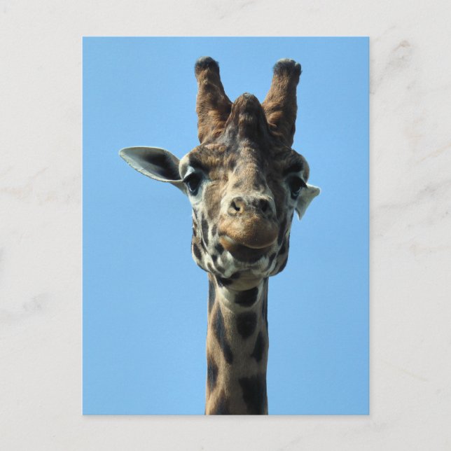 GIRAFFE POSTCARD (Front)