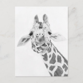 Giraffe Postcard