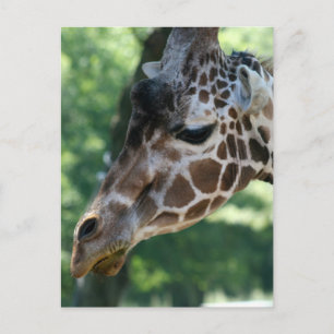 Giraffe Postcard