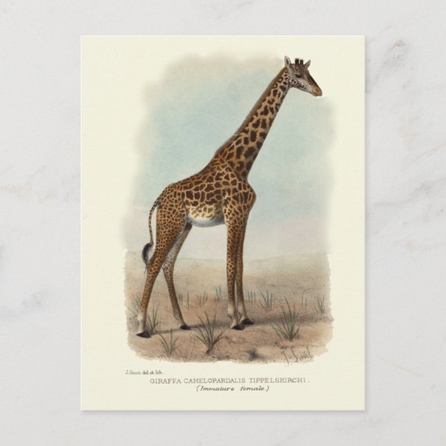 GIRAFFE POSTCARD (Front)