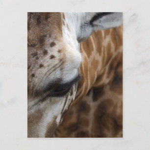Giraffe Postcard