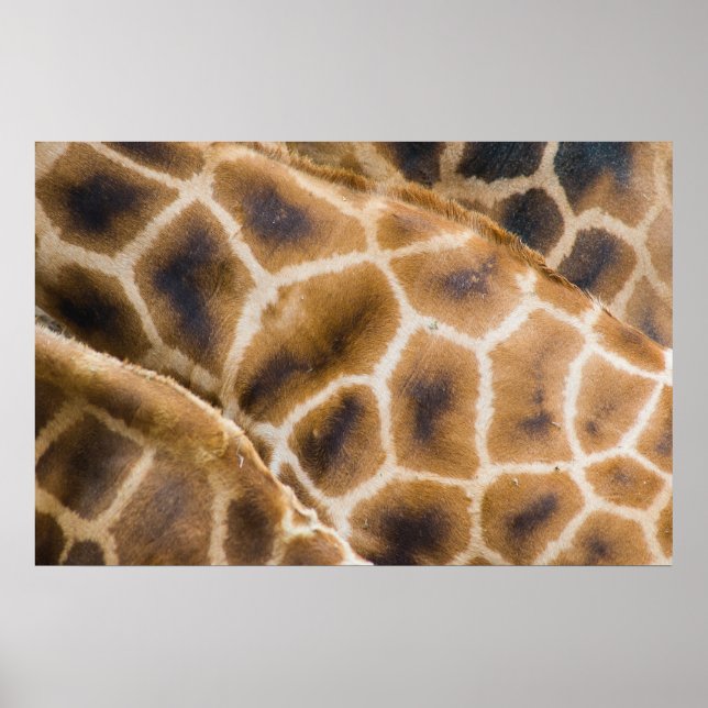giraffe poster (Front)