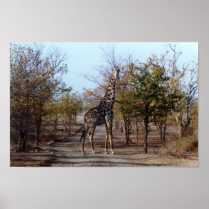 Giraffe Poster
