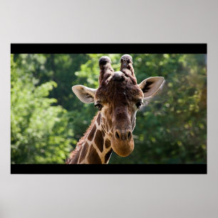 Giraffe Poster