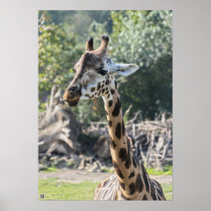 Giraffe Poster