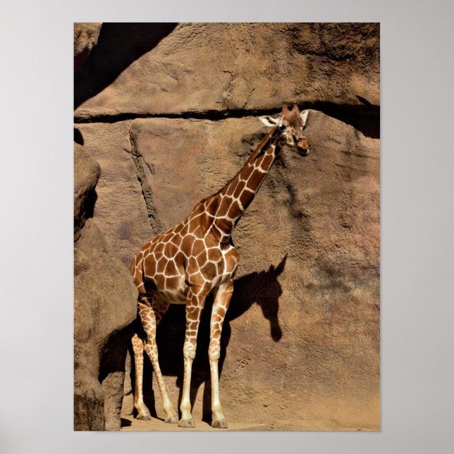 Giraffe Poster (Front)