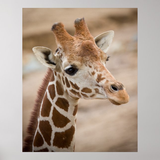 Giraffe Poster (Front)