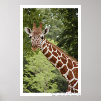 Giraffe Poster