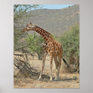 giraffe poster