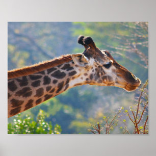 Giraffe Poster Gracefully Grazing Print