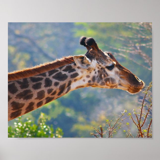 Giraffe Poster Gracefully Grazing Print (Front)