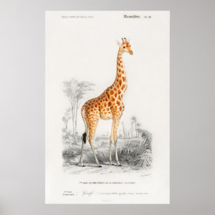 Giraffe Print