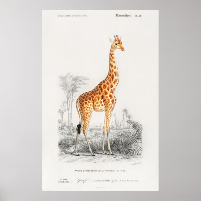 Giraffe Print (Front)