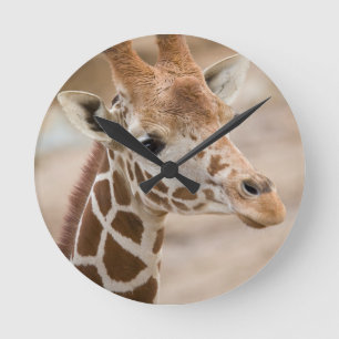 giraffe round clock