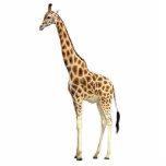 Giraffe Sculpture Standing Photo Sculpture<br><div class="desc">Acrylic photo sculpture of a handsome brown and tan giraffe. This is a great décor piece for your Safari party theme that can be used most anywhere, even as part of a centerpiece! See matching acrylic photo sculpture pin, keychain, magnet and ornament. See the entire Safari Photo Sculpture in the...</div>