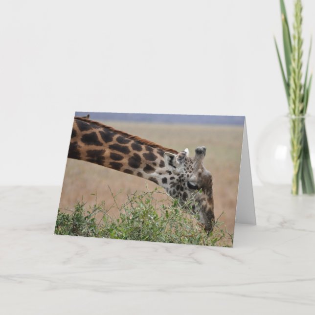 Giraffe, Serengeti Card (Front)