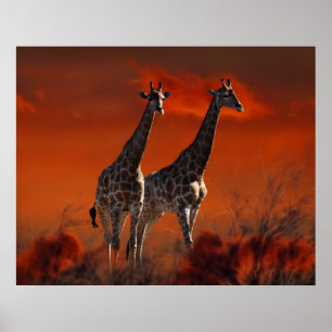 Giraffe series from South African wild life Poster
