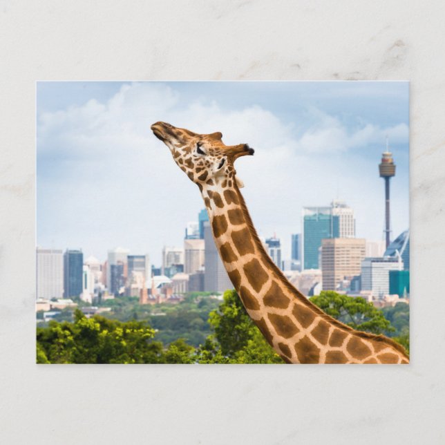 Giraffe side view with Sydney Skyline Postcard (Front)