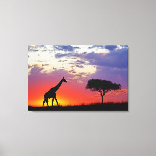 Giraffe silhouetted at sunrise, Giraffa Canvas Print