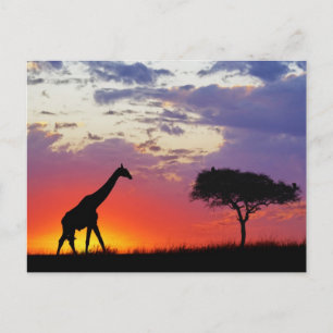 Giraffe silhouetted at sunrise, Giraffa Postcard