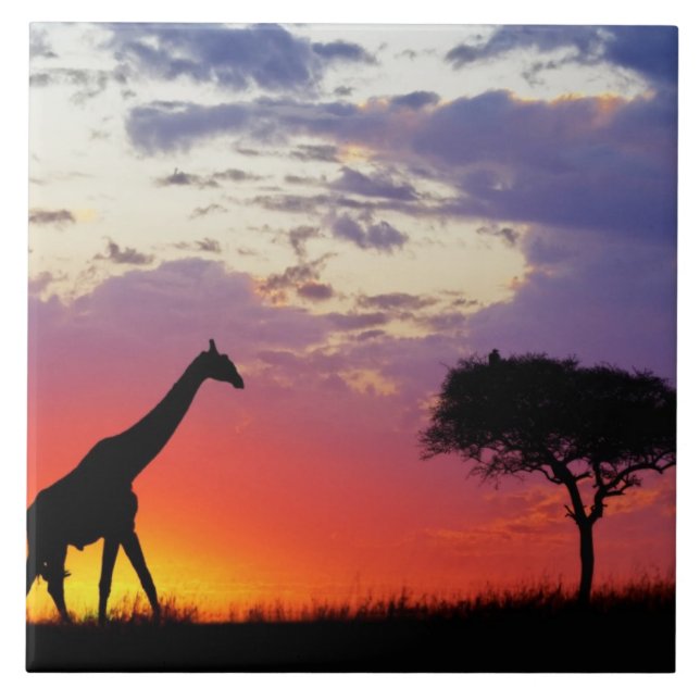 Giraffe silhouetted at sunrise, Giraffa Tile (Front)