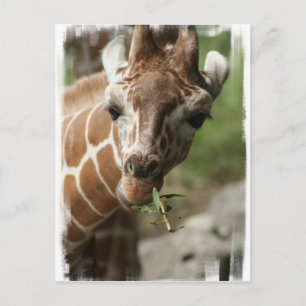 Giraffe Snack Postcard