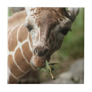 Giraffe Snack Tile