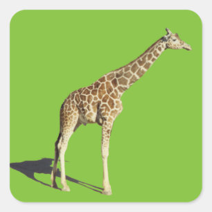 Giraffe Square Sticker