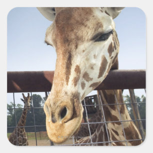 Giraffe Square Sticker