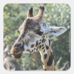 Giraffe Square Sticker