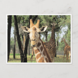 giraffe stare postcard