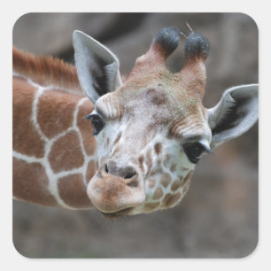 Giraffe  Sticker