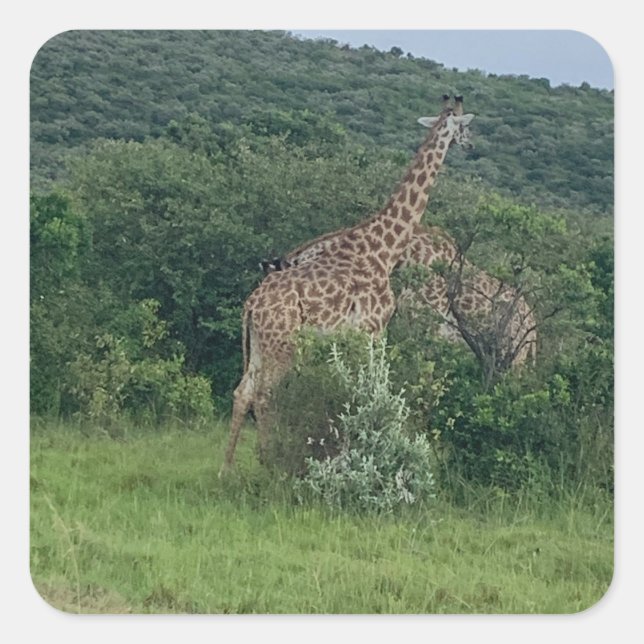 Giraffe Sticker (Front)