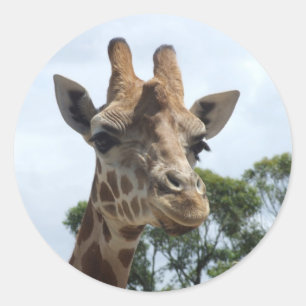 Giraffe Sticker - Round