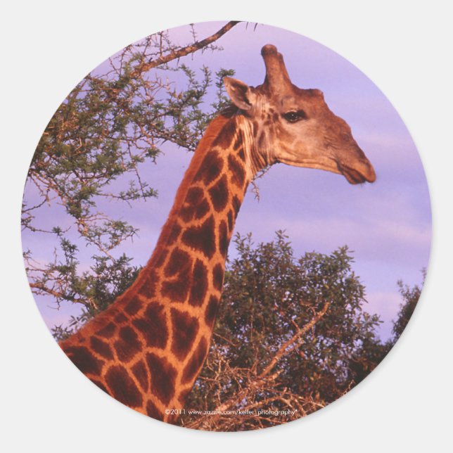 Giraffe Stickers (Front)
