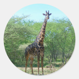 Giraffe Stickers
