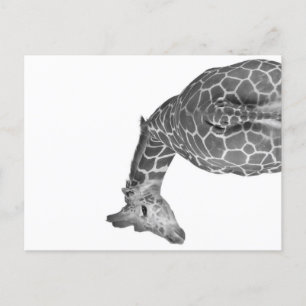 Giraffe tail black white holiday postcard