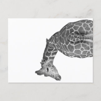 Giraffe tail black white holiday postcard