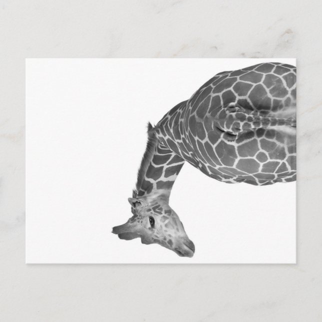 Giraffe tail black white holiday postcard (Front)