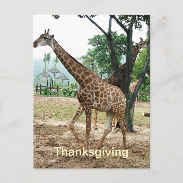 Giraffe thanksgiving postcard (Front)