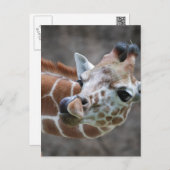 Giraffe Tongue Postcards (Front/Back)