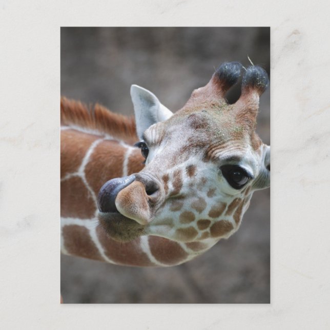 Giraffe Tongue Postcards (Front)
