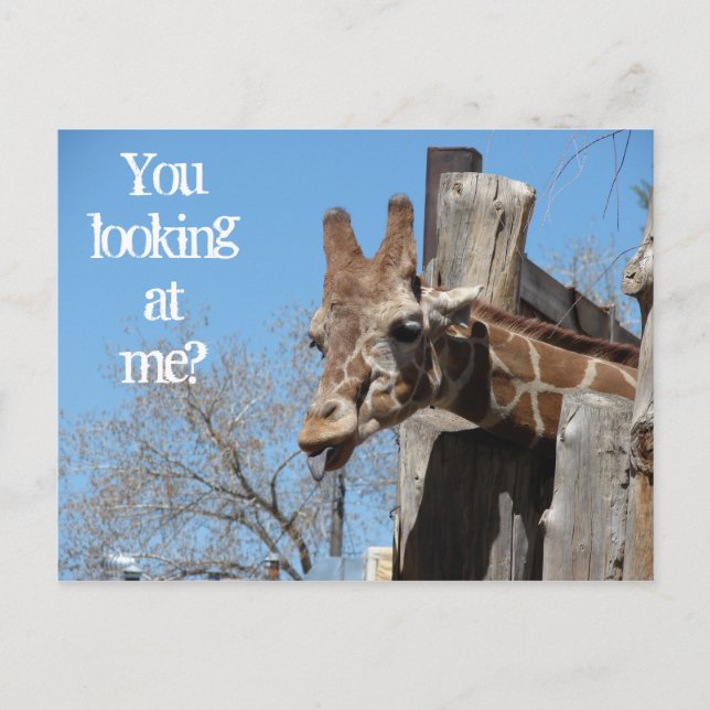 Giraffe Tongues Postcard (Front)