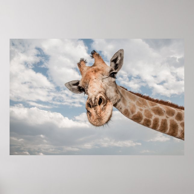 Giraffe up Close Poster (Front)
