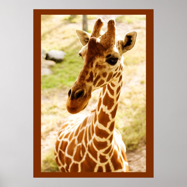Giraffe Up Close Poster (Front)