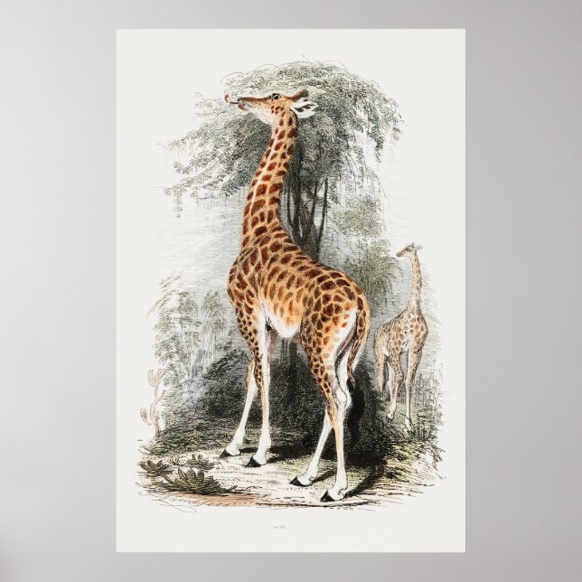 Giraffe vintage illustration poster (Front)