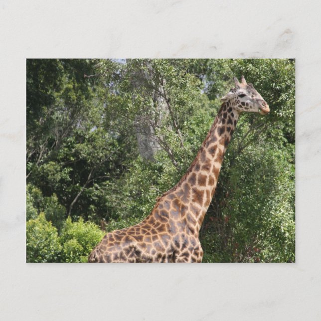 giraffe walk postcard (Front)