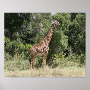 giraffe wild poster