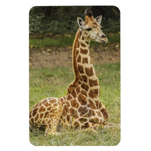 Giraffe Wildlife Magnet (Vertical)